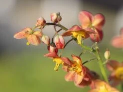 Warley Elfenblume 'Ellen Willmott' -Günstiges Erd Seele Geschäft warley elfenblume ellen willmott m058472 w 0