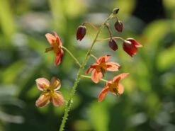 Warley Elfenblume 'Ellen Willmott' -Günstiges Erd Seele Geschäft warley elfenblume ellen willmott m058472 w 1