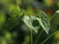 Warley Elfenblume 'Ellen Willmott' -Günstiges Erd Seele Geschäft warley elfenblume ellen willmott m058472 w 2