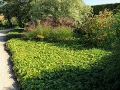 Warley Elfenblume 'Ellen Willmott' -Günstiges Erd Seele Geschäft warley elfenblume ellen willmott m058472 w 3