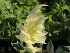 Weiche Bärenklaue 'Tasmanian Angel' -Günstiges Erd Seele Geschäft weiche baerenklaue tasmanian angel m108196 w 0