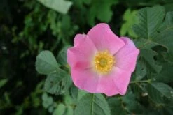 Weinrose / Schottische Zaunrose 23 Weinrose / Schottische Zaunrose -Günstiges Erd Seele Geschäft weinrose schottische zaunrose m000065 849540 0