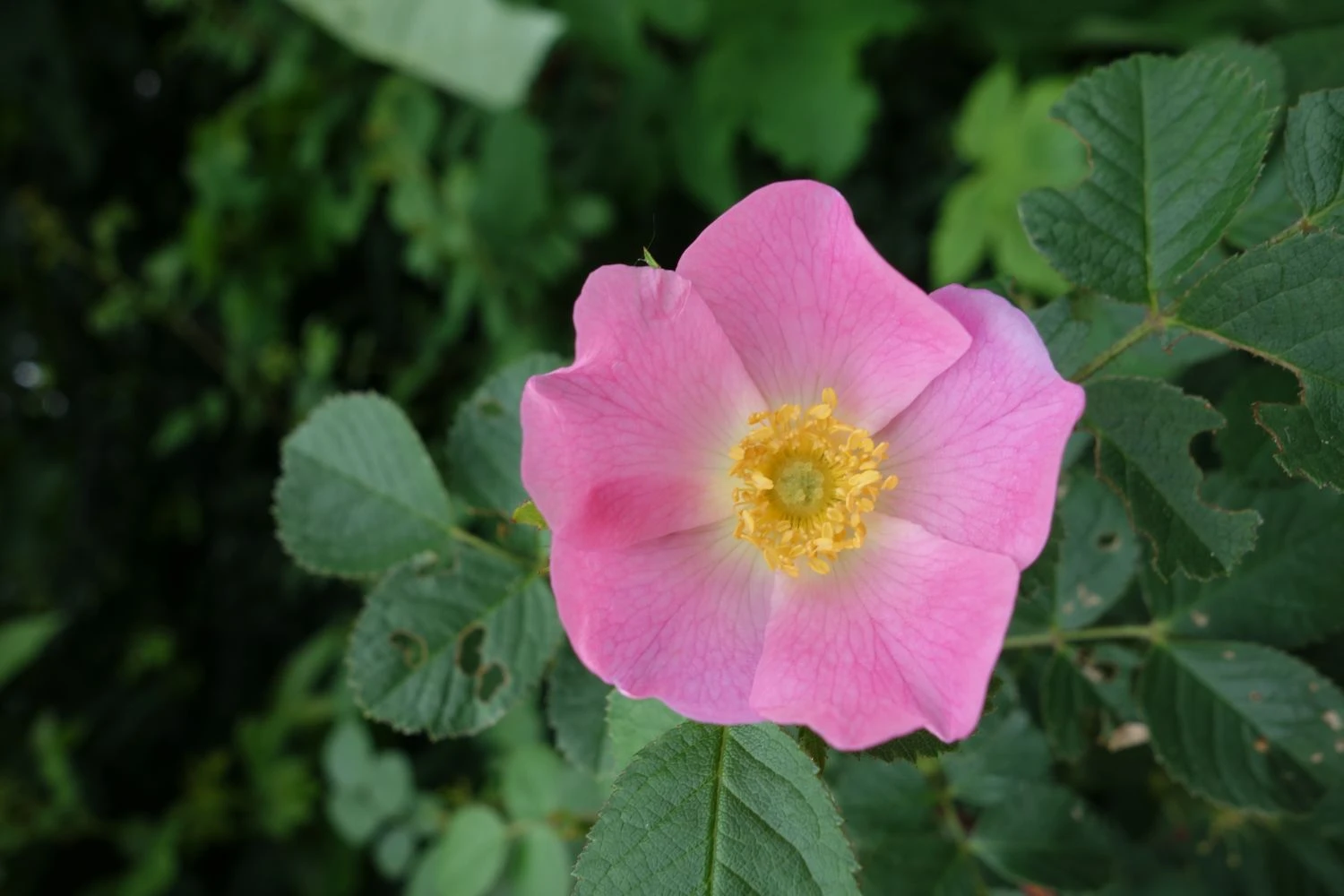 Weinrose / Schottische Zaunrose 13 Weinrose / Schottische Zaunrose – Bild 11