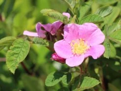 Weinrose / Schottische Zaunrose 17 Weinrose / Schottische Zaunrose -Günstiges Erd Seele Geschäft weinrose schottische zaunrose m000065 w 0