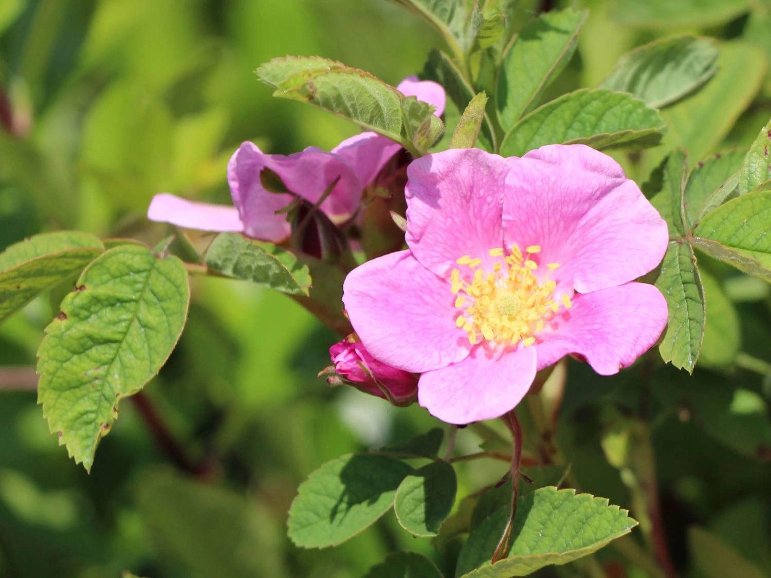 Weinrose / Schottische Zaunrose 7 Weinrose / Schottische Zaunrose – Bild 5