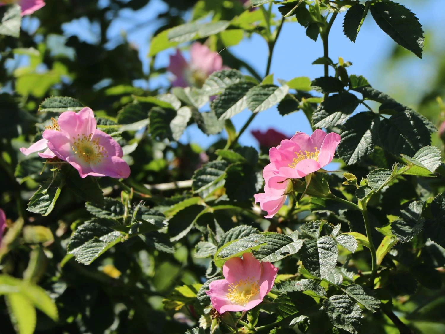 Weinrose / Schottische Zaunrose 11 Weinrose / Schottische Zaunrose – Bild 9