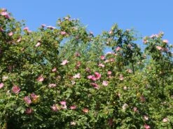 Weinrose / Schottische Zaunrose 18 Weinrose / Schottische Zaunrose -Günstiges Erd Seele Geschäft weinrose schottische zaunrose m000065 w 2