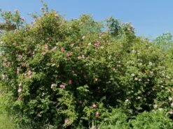 Weinrose / Schottische Zaunrose 19 Weinrose / Schottische Zaunrose -Günstiges Erd Seele Geschäft weinrose schottische zaunrose m000065 w 3