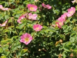 Weinrose / Schottische Zaunrose 22 Weinrose / Schottische Zaunrose -Günstiges Erd Seele Geschäft weinrose schottische zaunrose m000065 w 4