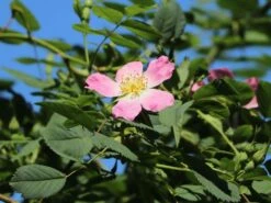 Weinrose / Schottische Zaunrose 20 Weinrose / Schottische Zaunrose -Günstiges Erd Seele Geschäft weinrose schottische zaunrose m000065 w 5