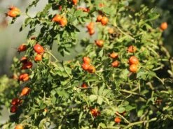 Neu eingetroffen -Günstiges Erd Seele Geschäft weinrose schottische zaunrose m000065 w 6