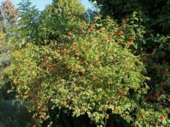 Weinrose / Schottische Zaunrose 16 Weinrose / Schottische Zaunrose -Günstiges Erd Seele Geschäft weinrose schottische zaunrose m000065 w 7