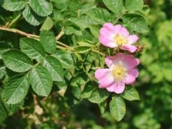 Weinrose / Schottische Zaunrose 15 Weinrose / Schottische Zaunrose -Günstiges Erd Seele Geschäft weinrose schottische zaunrose m000065 w 8