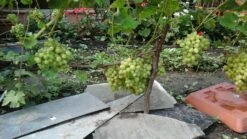 Weintraube 'Arkadia' ® -Günstiges Erd Seele Geschäft weintraube arkadia m050088 313119 0