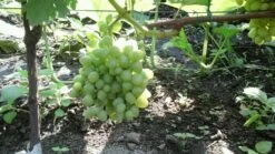 Weintraube 'Arkadia' ® -Günstiges Erd Seele Geschäft weintraube arkadia m050088 313119 1