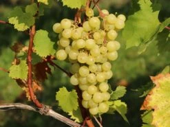 Weintraube 'Arkadia' ®