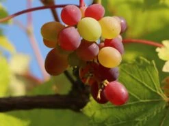 Weintraube 'Bellarosso' -Günstiges Erd Seele Geschäft weintraube bellarosso m052527 w 1