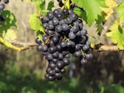 Weintraube 'Centuri'