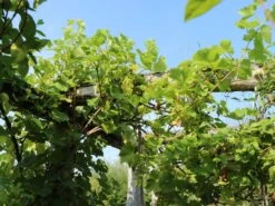 Weintraube 'Himrod' -Günstiges Erd Seele Geschäft weintraube himrod m081933 w 0