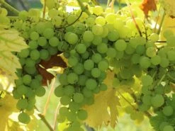 Weintraube 'Müller-Thurgau'
