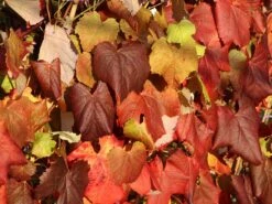 Weintraube 'New York Muscat' -Günstiges Erd Seele Geschäft weintraube new york muscat m012516 w 0