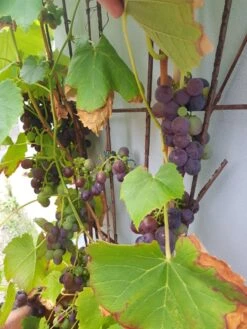 Weintraube 'New York Muscat' -Günstiges Erd Seele Geschäft weintraube new york muscat pergola weinrebe m012516 193676 0