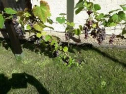 Weintraube 'New York Muscat' -Günstiges Erd Seele Geschäft weintraube new york muscat pergola weinrebe m012516 401538 0