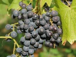 Weintraube 'New York Muscat'