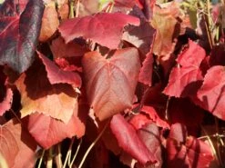 Weintraube 'New York Muscat' -Günstiges Erd Seele Geschäft weintraube new york muscat pergola weinrebe m012516 w 1