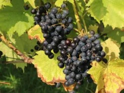 Weintraube 'New York Muscat' -Günstiges Erd Seele Geschäft weintraube new york muscat pergola weinrebe m012516 w 2