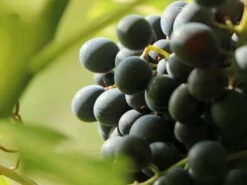 Weintraube 'New York Muscat' -Günstiges Erd Seele Geschäft weintraube new york muscat pergola weinrebe m012516 w 3