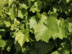 Weintraube 'Phönix' -Günstiges Erd Seele Geschäft weintraube phoenix m000550 w 1