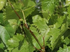 Weintraube 'Phönix' -Günstiges Erd Seele Geschäft weintraube phoenix m000550 w 2