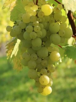 Weintraube 'Phönix' -Günstiges Erd Seele Geschäft weintraube phoenix m000550 w 3