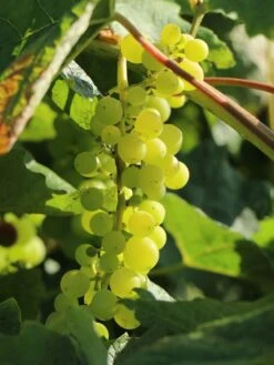 Weintraube 'Phönix' -Günstiges Erd Seele Geschäft weintraube phoenix m000550 w 4