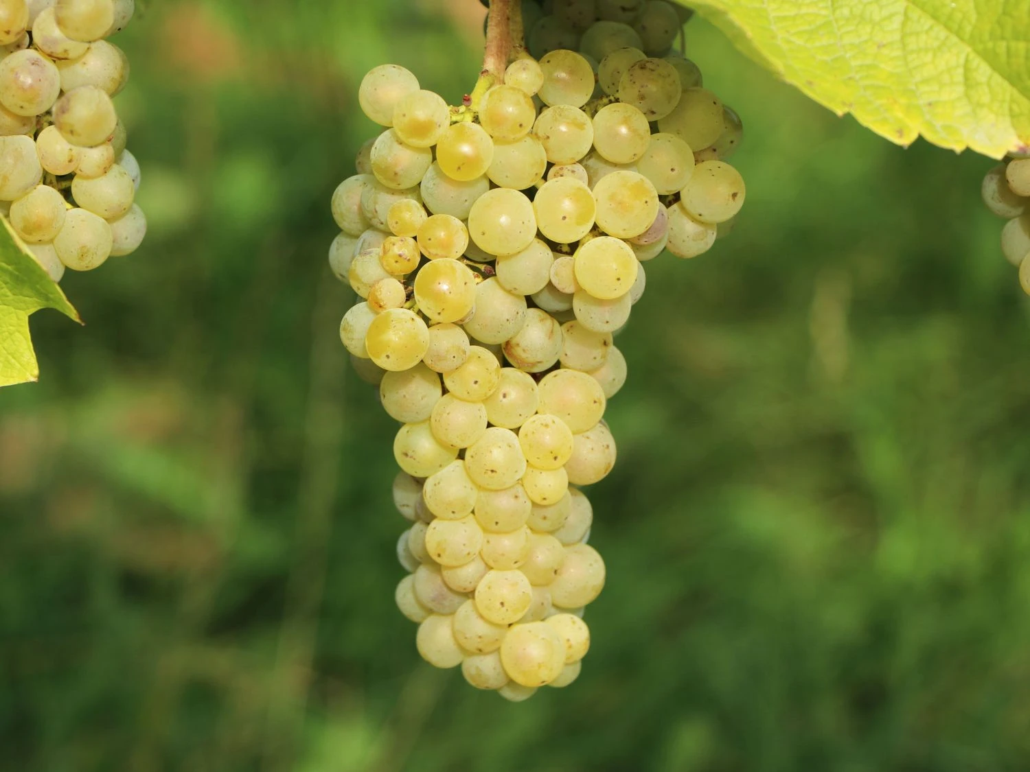 Weintraube 'Primus' 3 Weintraube 'Primus'