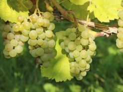 Weintraube 'Primus' 8 Weintraube 'Primus' -Günstiges Erd Seele Geschäft weintraube primus m075008 w 0