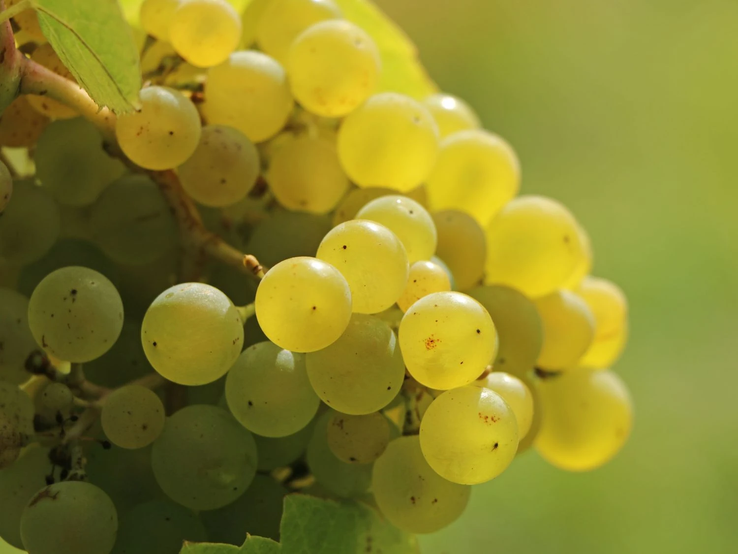 Weintraube 'Primus' 4 Weintraube 'Primus' – Bild 2