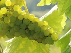 Weintraube 'Primus' 9 Weintraube 'Primus' -Günstiges Erd Seele Geschäft weintraube primus m075008 w 2