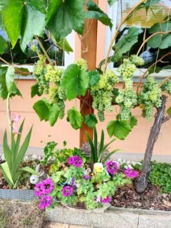 Weintraube 'Romulus' -Günstiges Erd Seele Geschäft weintraube romulus m052533 239325 0