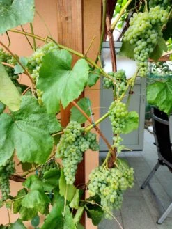 Weintraube 'Romulus' -Günstiges Erd Seele Geschäft weintraube romulus m052533 239325 1