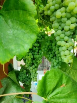 Weintraube 'Romulus' -Günstiges Erd Seele Geschäft weintraube romulus m052533 239325 2