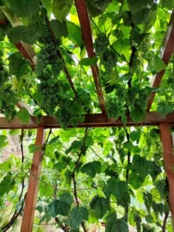 Weintraube 'Romulus' -Günstiges Erd Seele Geschäft weintraube romulus m052533 239325 3