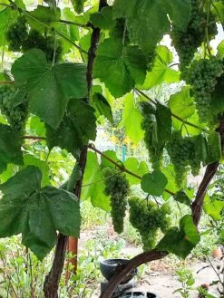 Weintraube 'Romulus' -Günstiges Erd Seele Geschäft weintraube romulus m052533 239325 4