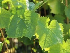 Weintraube 'Romulus' -Günstiges Erd Seele Geschäft weintraube romulus m052533 w 0