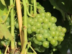 Weintraube 'Seyval Blanc'