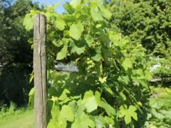 Weintraube 'Seyval Blanc' -Günstiges Erd Seele Geschäft weintraube seyval blanc m002474 w 1