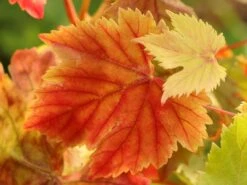 Weintraube 'Souvenir' ® / 'Datteltraube' 12 Weintraube 'Souvenir' ® / 'Datteltraube' -Günstiges Erd Seele Geschäft weintraube souvenir datteltraube m052529 w 0