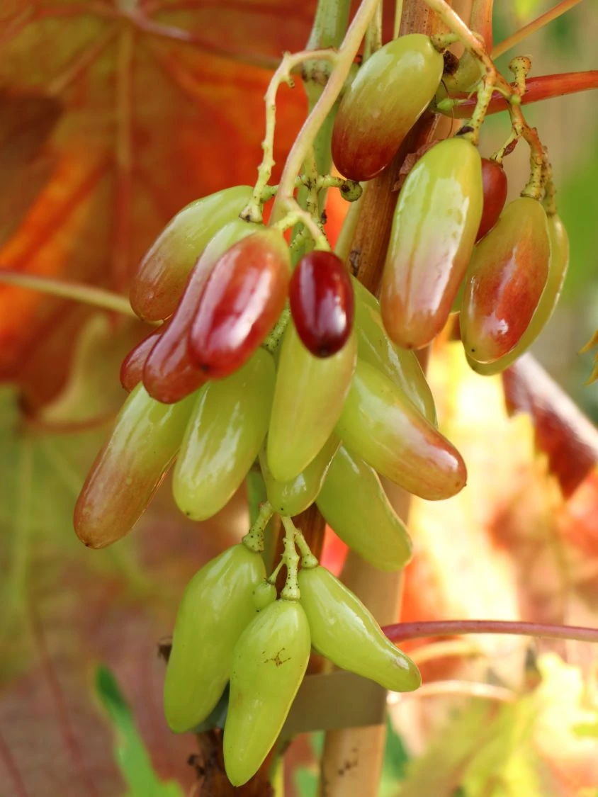 Weintraube 'Souvenir' ® / 'Datteltraube' 7 Weintraube 'Souvenir' ® / 'Datteltraube' – Bild 5