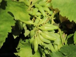 Weintraube 'Souvenir' ® / 'Datteltraube' 15 Weintraube 'Souvenir' ® / 'Datteltraube' -Günstiges Erd Seele Geschäft weintraube souvenir datteltraube m052529 w 2